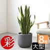 観葉植物 通販 サンスベリア・ローレンティー 8号鉢 ルーケト鉢カバー付 観葉植物 本物