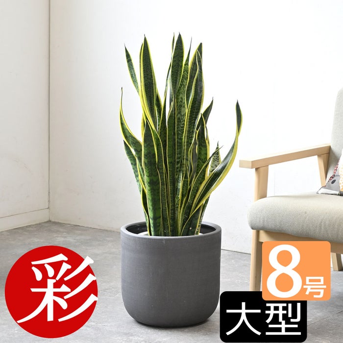 観葉植物 通販 サンスベリア・ローレンティー 8号鉢 ルーケト鉢カバー付 観葉植物 本物
