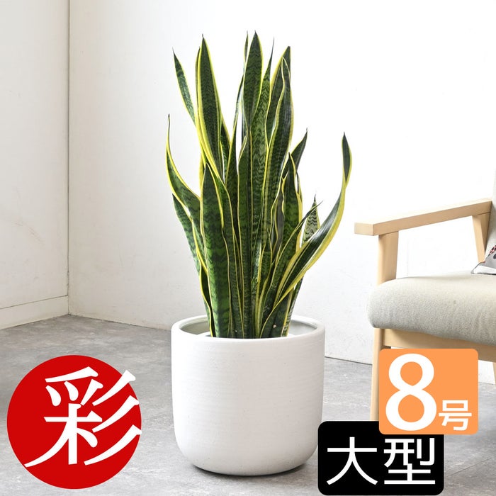 観葉植物 通販 サンスベリア・ローレンティー 8号鉢 ルーケト鉢カバー付 観葉植物 本物