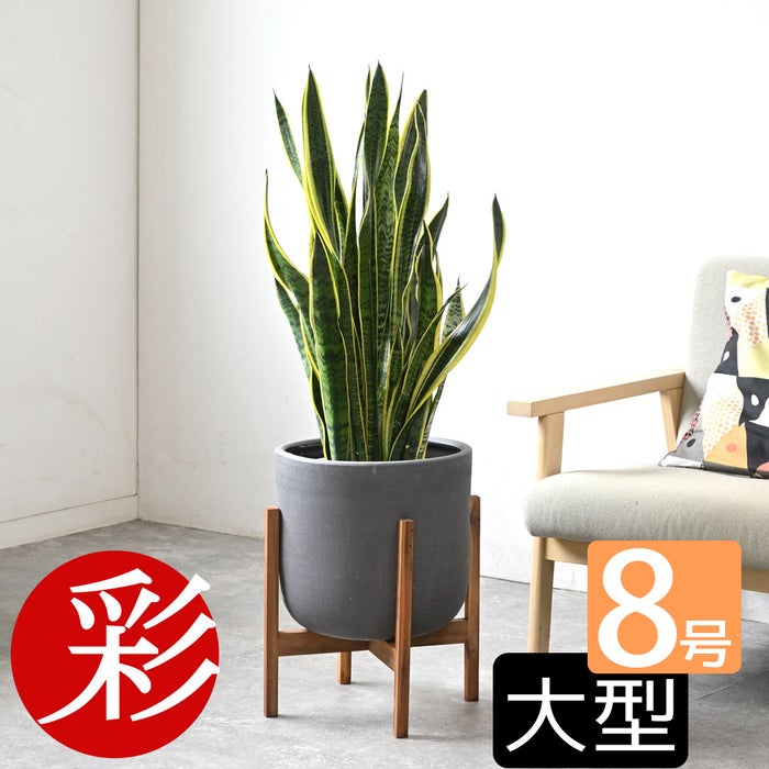 観葉植物 通販 サンスベリア・ローレンティー 8号鉢 ルーケト鉢カバー付 観葉植物 本物