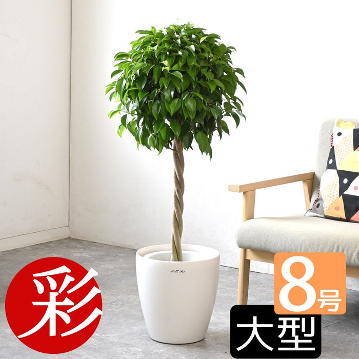 観葉植物 通販 ベンジャミン（ベンジャミナ）8号鉢 ラスター白鉢カバー付 観葉植物 本物