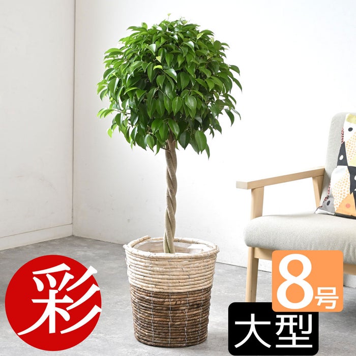 観葉植物 通販 ベンジャミン（ベンジャミナ）8号鉢 ツートーン鉢カバー付 観葉植物 本物