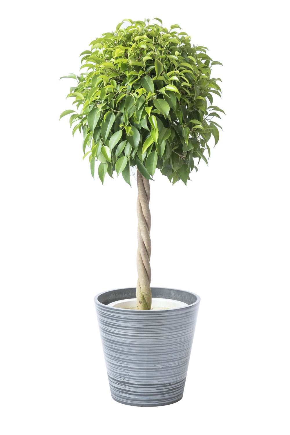 観葉植物 通販 ベンジャミン（ベンジャミナ）8号鉢 エコフレンドリーポット鉢カバー付 観葉植物 本物