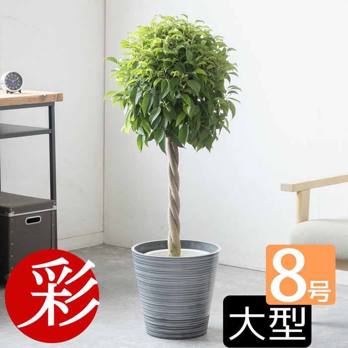 観葉植物 通販 ベンジャミン（ベンジャミナ）8号鉢 エコフレンドリーポット鉢カバー付 観葉植物 本物