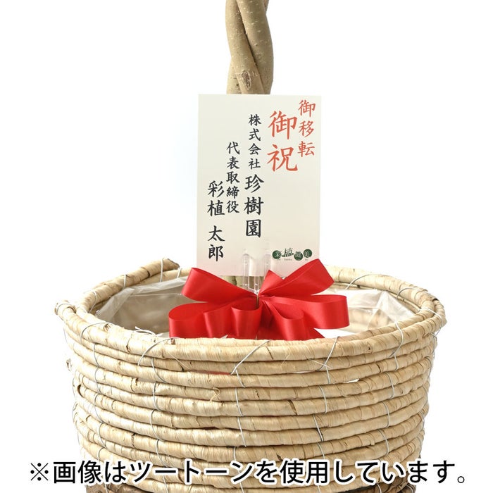 観葉植物 通販 ベンジャミン（ベンジャミナ）8号鉢 エコフレンドリーポット鉢カバー付 観葉植物 本物