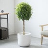 観葉植物 通販 ベンジャミン（ベンジャミナ）8号鉢 ルーケト鉢カバー付 観葉植物 本物