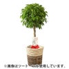 観葉植物 通販 ベンジャミン（ベンジャミナ）8号鉢 ルーケト鉢カバー付 観葉植物 本物