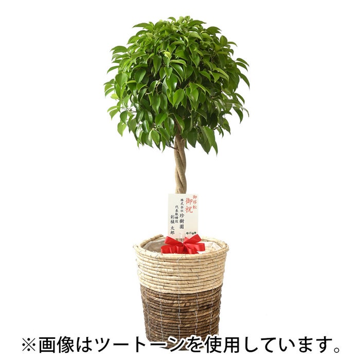 観葉植物 通販 ベンジャミン（ベンジャミナ）8号鉢 ルーケト鉢カバー付 観葉植物 本物