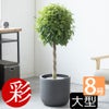 観葉植物 通販 ベンジャミン（ベンジャミナ）8号鉢 ルーケト鉢カバー付 観葉植物 本物