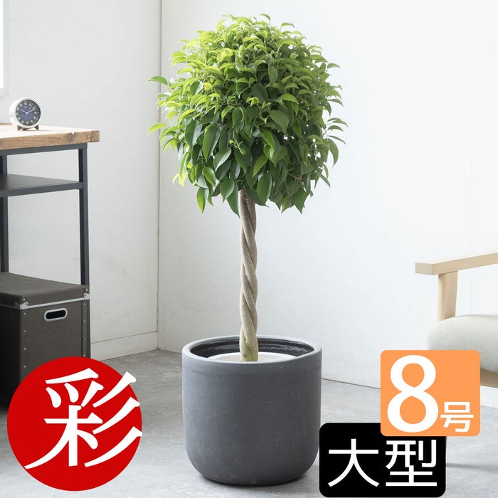 観葉植物 通販 ベンジャミン（ベンジャミナ）8号鉢 ルーケト鉢カバー付 観葉植物 本物
