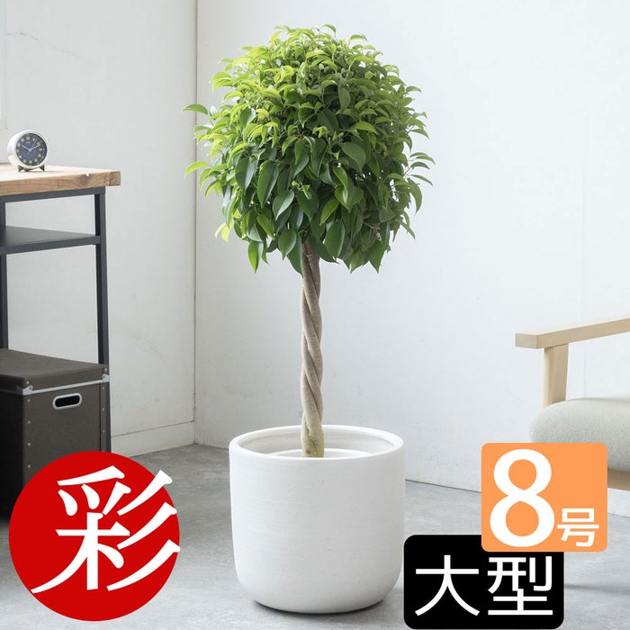 観葉植物 通販 ベンジャミン（ベンジャミナ）8号鉢 ルーケト鉢カバー付 観葉植物 本物