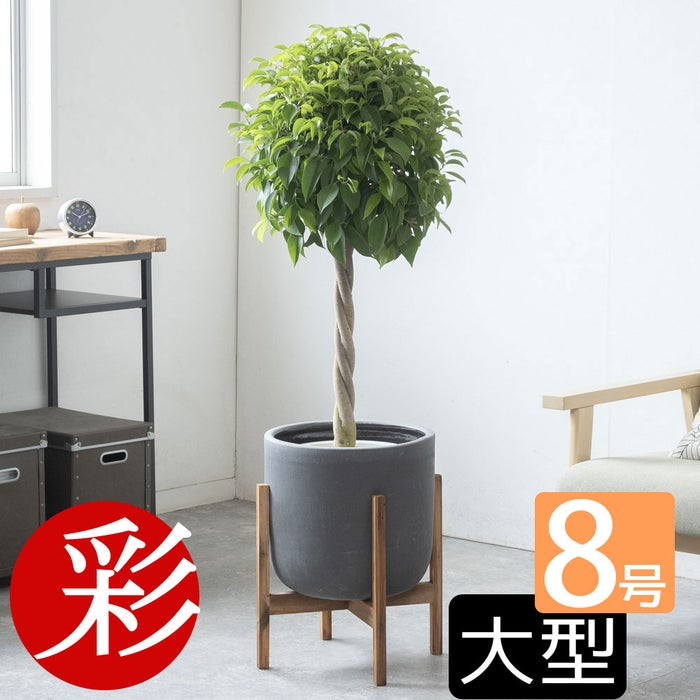 観葉植物 通販 ベンジャミン（ベンジャミナ）8号鉢 ルーケト鉢カバー付 観葉植物 本物