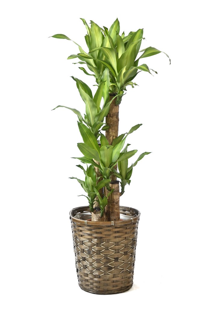 観葉植物 通販 幸福の木 ドラセナ・マッサンゲアナ 8号鉢 キャラメルブラウン鉢カバー付 観葉植物 本物