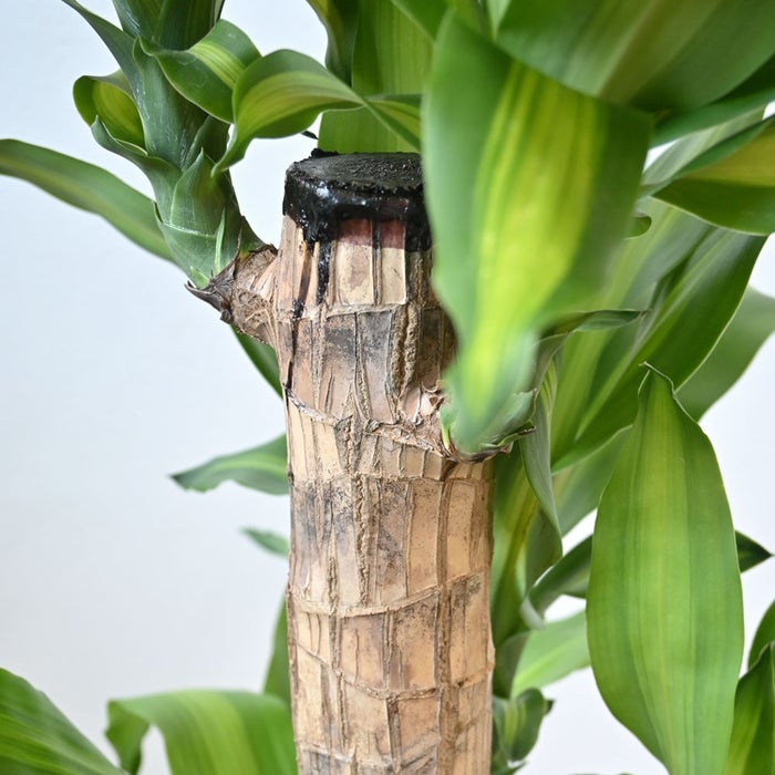 観葉植物 通販 幸福の木 ドラセナ・マッサンゲアナ 8号鉢 キャラメルブラウン鉢カバー付 観葉植物 本物