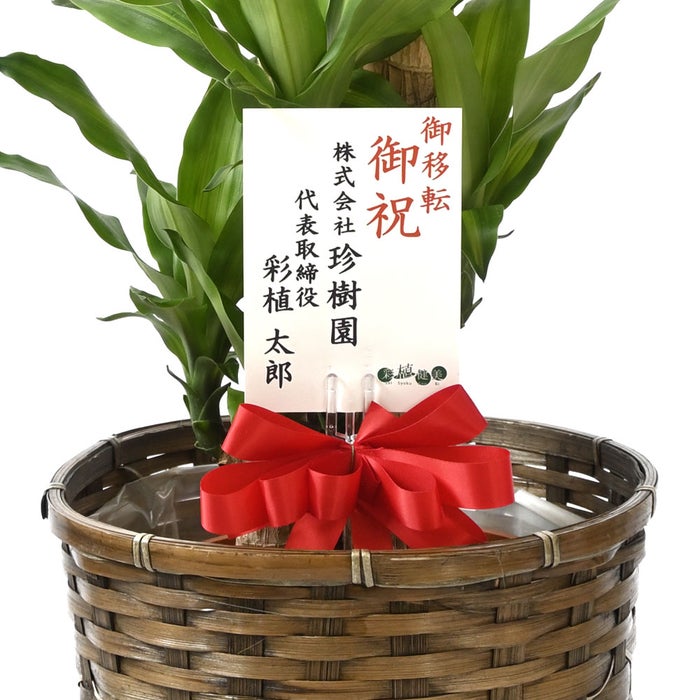 観葉植物 通販 幸福の木 ドラセナ・マッサンゲアナ 8号鉢 キャラメルブラウン鉢カバー付 観葉植物 本物