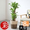 観葉植物 通販 幸福の木 ドラセナ・マッサンゲアナ 8号鉢 ツートーン鉢カバー付 観葉植物 本物