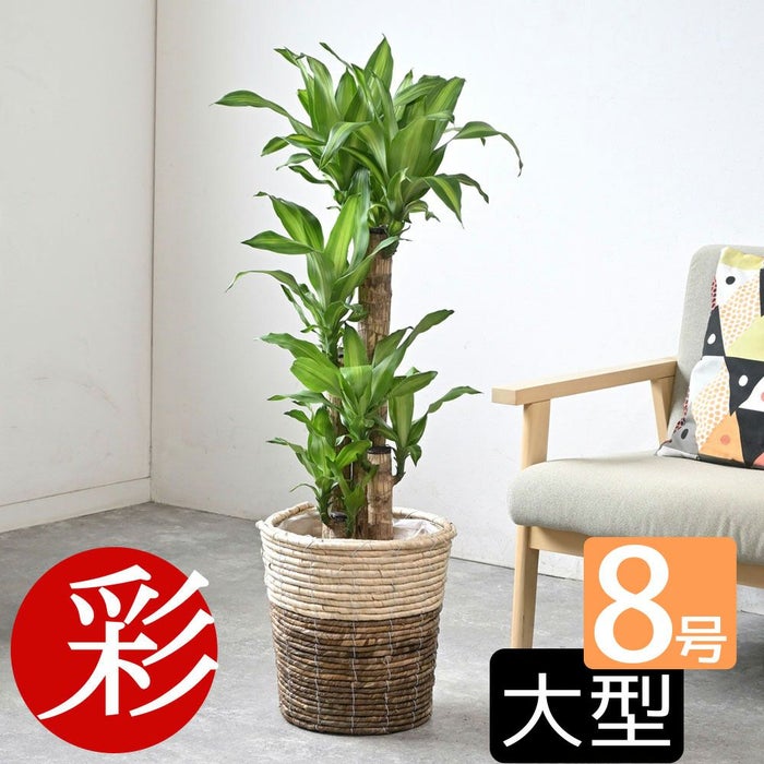 観葉植物 通販 幸福の木 ドラセナ・マッサンゲアナ 8号鉢 ツートーン鉢カバー付 観葉植物 本物