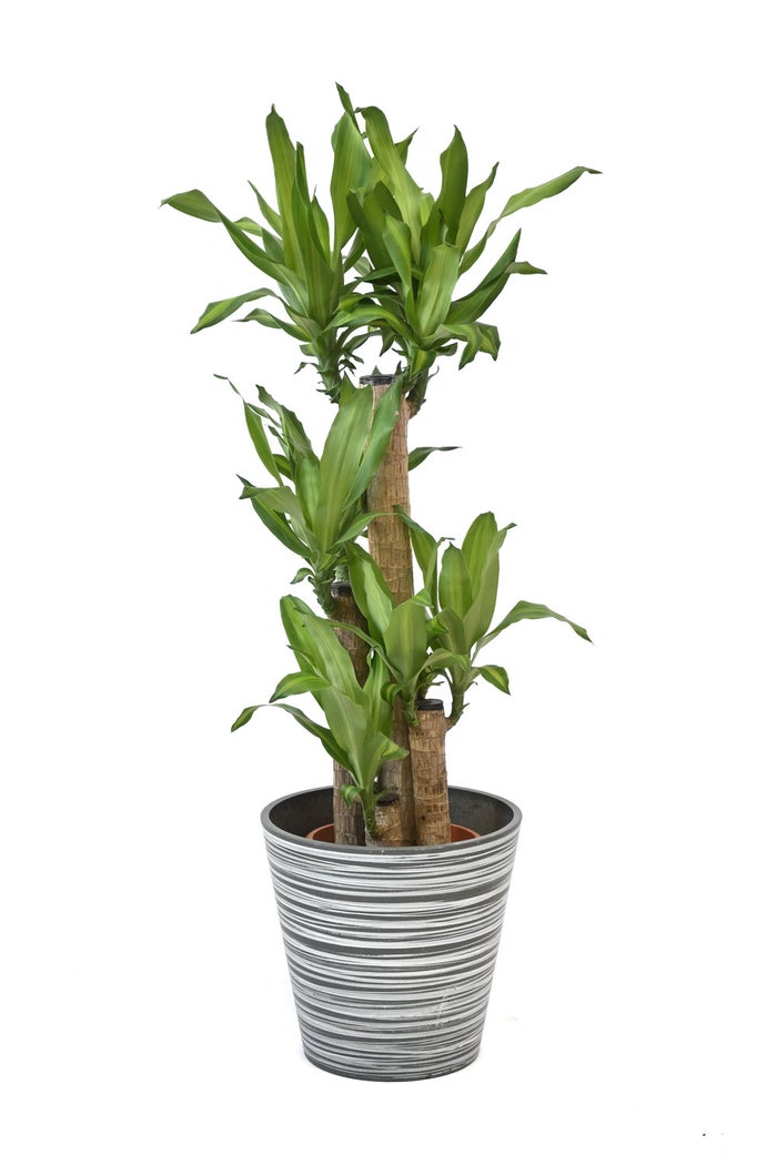観葉植物 通販 幸福の木 ドラセナ・マッサンゲアナ 8号鉢 エコフレンドリーポット鉢カバー付 観葉植物 本物