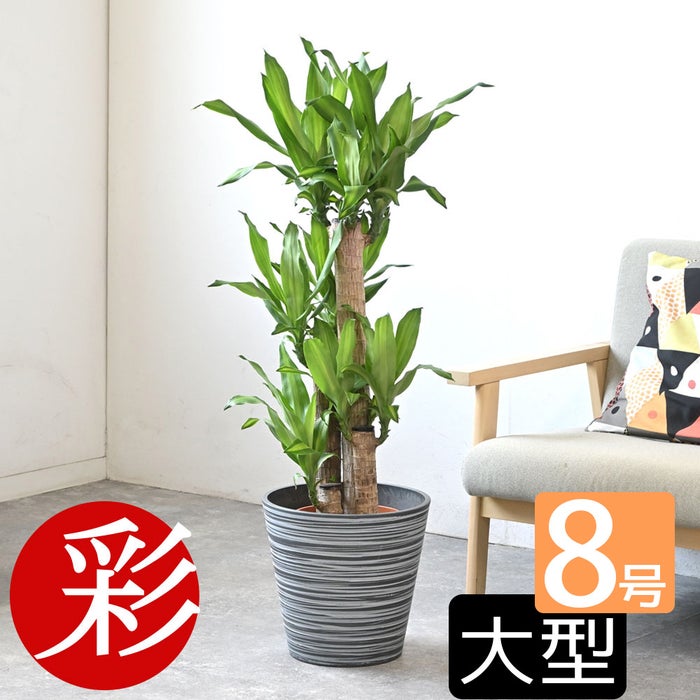 観葉植物 通販 幸福の木 ドラセナ・マッサンゲアナ 8号鉢 エコフレンドリーポット鉢カバー付 観葉植物 本物