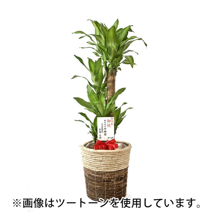 観葉植物 通販 幸福の木 ドラセナ・マッサンゲアナ 8号鉢 ルーケト鉢カバー付 観葉植物 本物