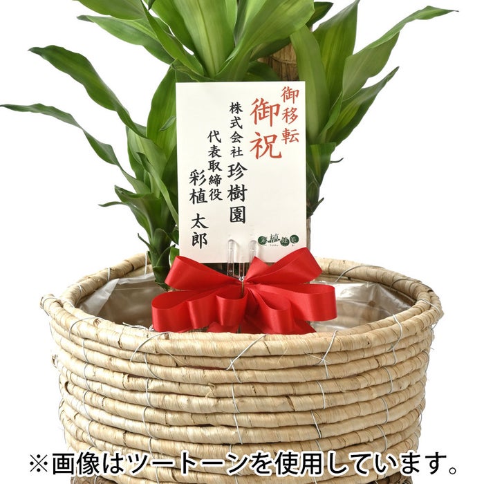 観葉植物 通販 幸福の木 ドラセナ・マッサンゲアナ 8号鉢 ルーケト鉢カバー付 観葉植物 本物