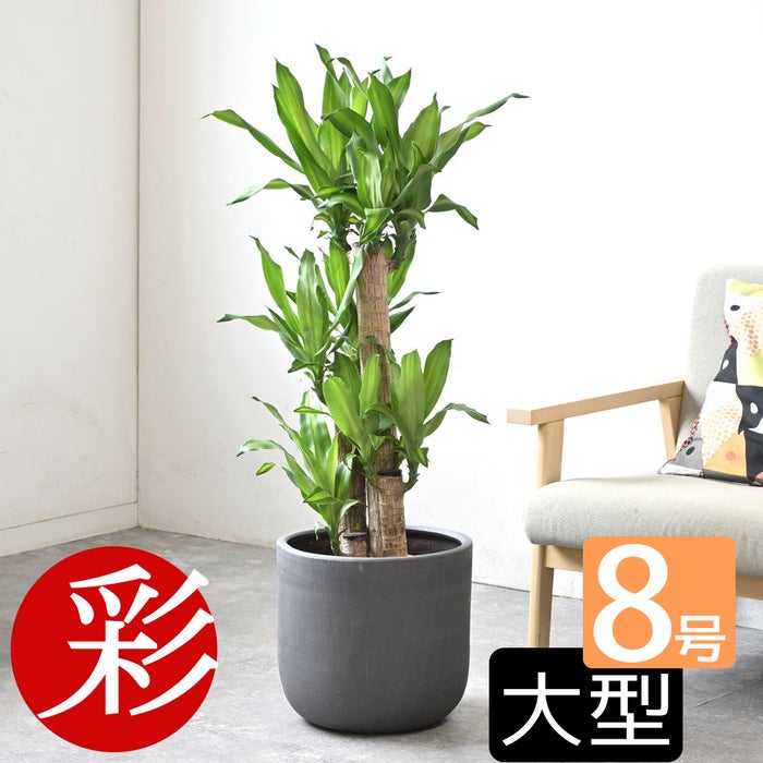 観葉植物 通販 幸福の木 ドラセナ・マッサンゲアナ 8号鉢 ルーケト鉢カバー付 観葉植物 本物