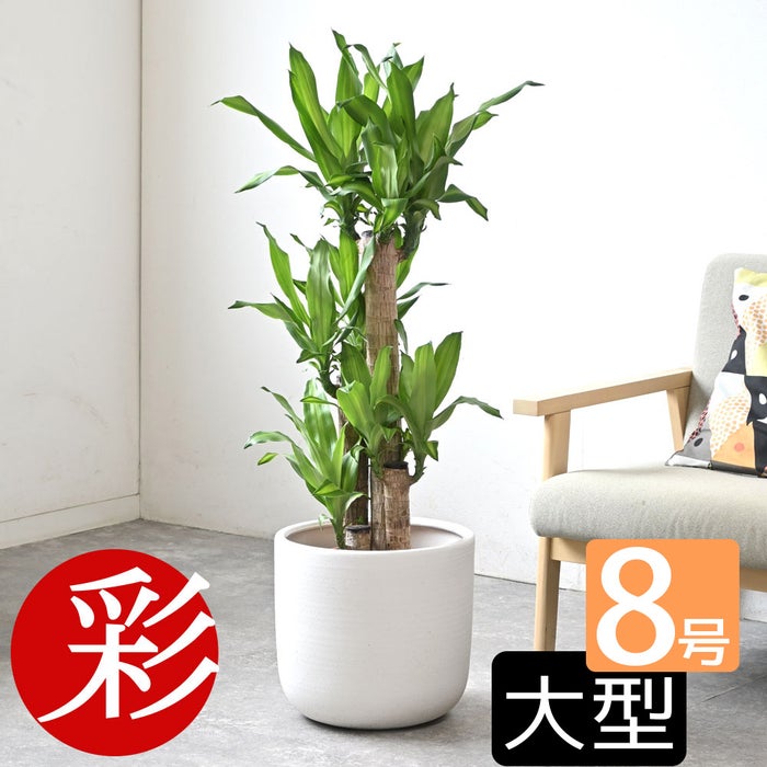 観葉植物 通販 幸福の木 ドラセナ・マッサンゲアナ 8号鉢 ルーケト鉢カバー付 観葉植物 本物