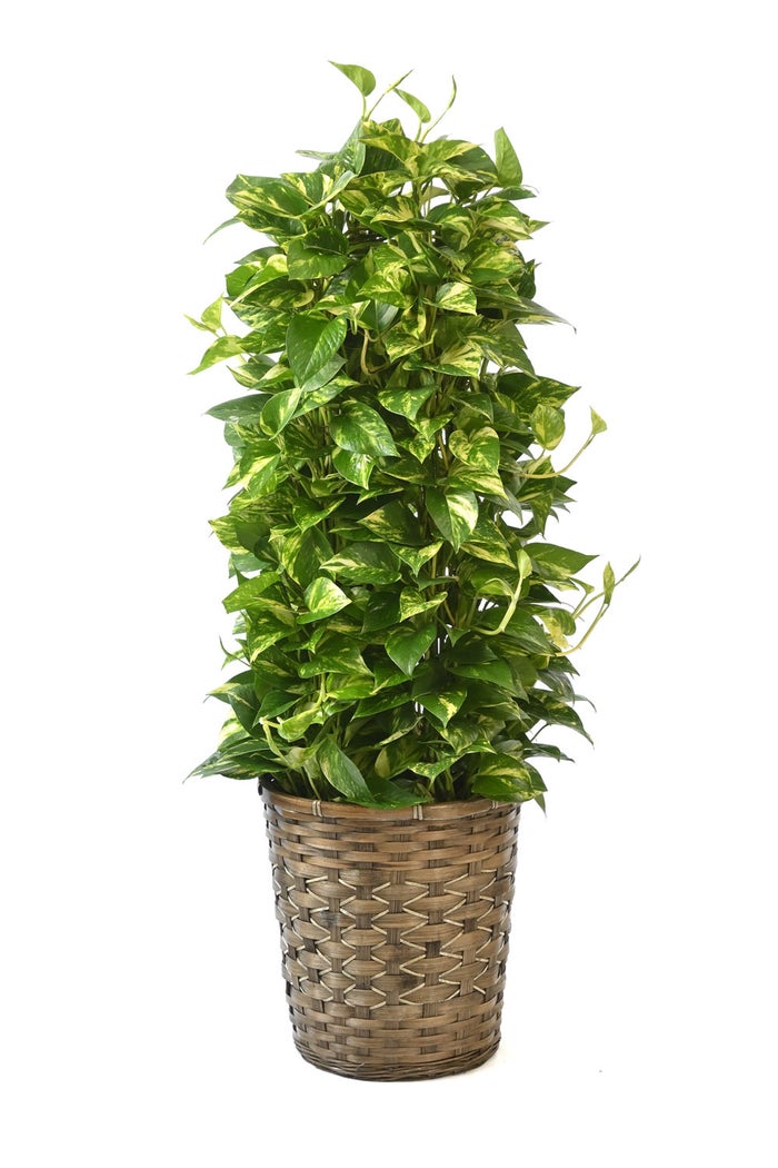 観葉植物 通販 ポトス・タワー仕立て 8号鉢 キャラメルブラウン鉢カバー付 観葉植物 本物