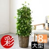 観葉植物 通販 ポトス・タワー仕立て 8号鉢 キャラメルブラウン鉢カバー付 観葉植物 本物