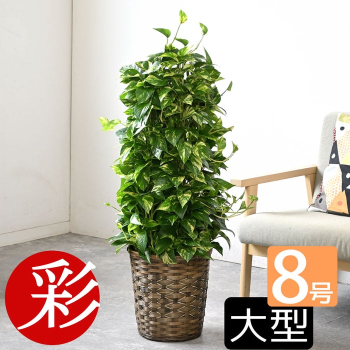 観葉植物 通販 ポトス・タワー仕立て 8号鉢 キャラメルブラウン鉢カバー付 観葉植物 本物