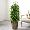 観葉植物 通販 ポトス・タワー仕立て 8号鉢 キャラメルブラウン鉢カバー付 観葉植物 本物