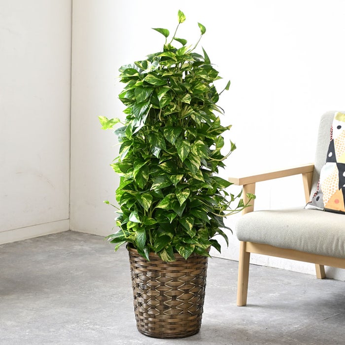 観葉植物 通販 ポトス・タワー仕立て 8号鉢 キャラメルブラウン鉢カバー付 観葉植物 本物