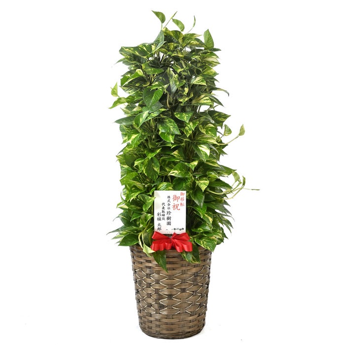 観葉植物 通販 ポトス・タワー仕立て 8号鉢 キャラメルブラウン鉢カバー付 観葉植物 本物