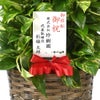 観葉植物 通販 ポトス・タワー仕立て 8号鉢 キャラメルブラウン鉢カバー付 観葉植物 本物
