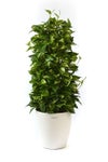 観葉植物 通販 ポトス・タワー仕立て 8号鉢 ラスター白鉢カバー付 観葉植物 本物
