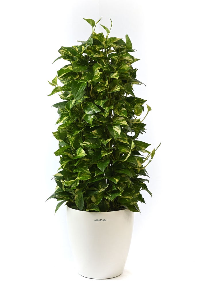 観葉植物 通販 ポトス・タワー仕立て 8号鉢 ラスター白鉢カバー付 観葉植物 本物