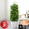 観葉植物 通販 ポトス・タワー仕立て 8号鉢 ラスター白鉢カバー付 観葉植物 本物