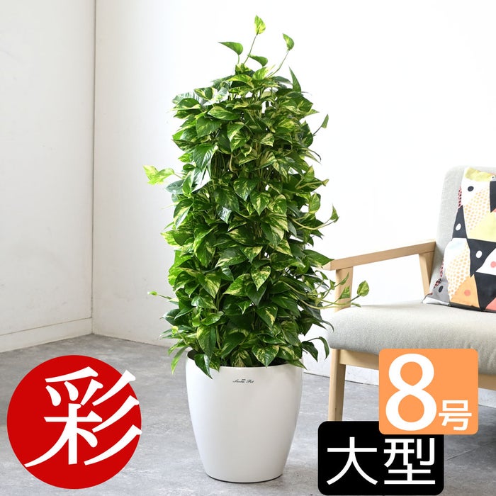 観葉植物 通販 ポトス・タワー仕立て 8号鉢 ラスター白鉢カバー付 観葉植物 本物