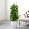 観葉植物 通販 ポトス・タワー仕立て 8号鉢 ラスター白鉢カバー付 観葉植物 本物
