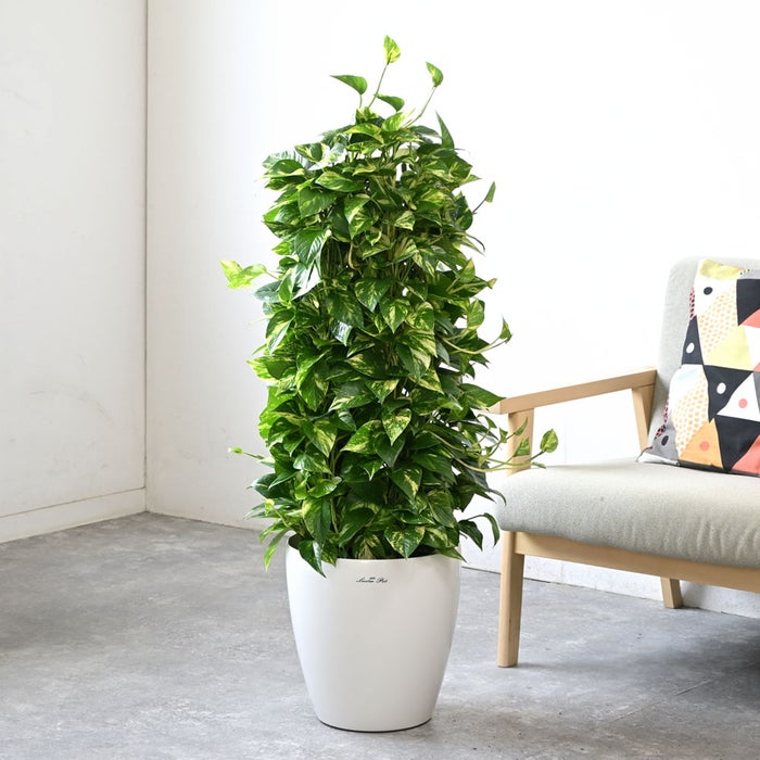 観葉植物 通販 ポトス・タワー仕立て 8号鉢 ラスター白鉢カバー付 観葉植物 本物