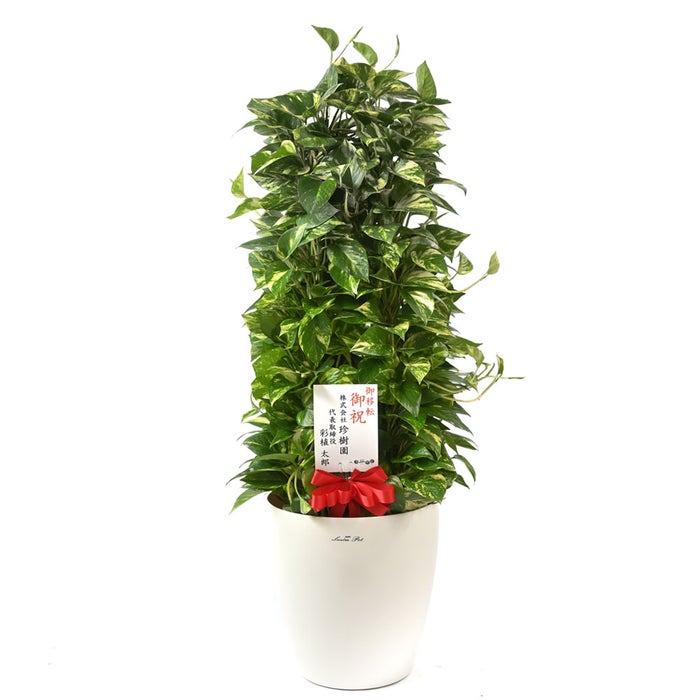 観葉植物 通販 ポトス・タワー仕立て 8号鉢 ラスター白鉢カバー付 観葉植物 本物