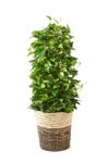 観葉植物 通販 ポトス・タワー仕立て 8号鉢 ツートーン鉢カバー付 観葉植物 本物