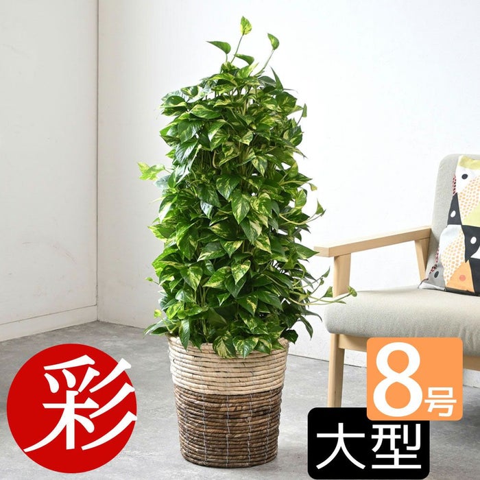 観葉植物 通販 ポトス・タワー仕立て 8号鉢 ツートーン鉢カバー付 観葉植物 本物