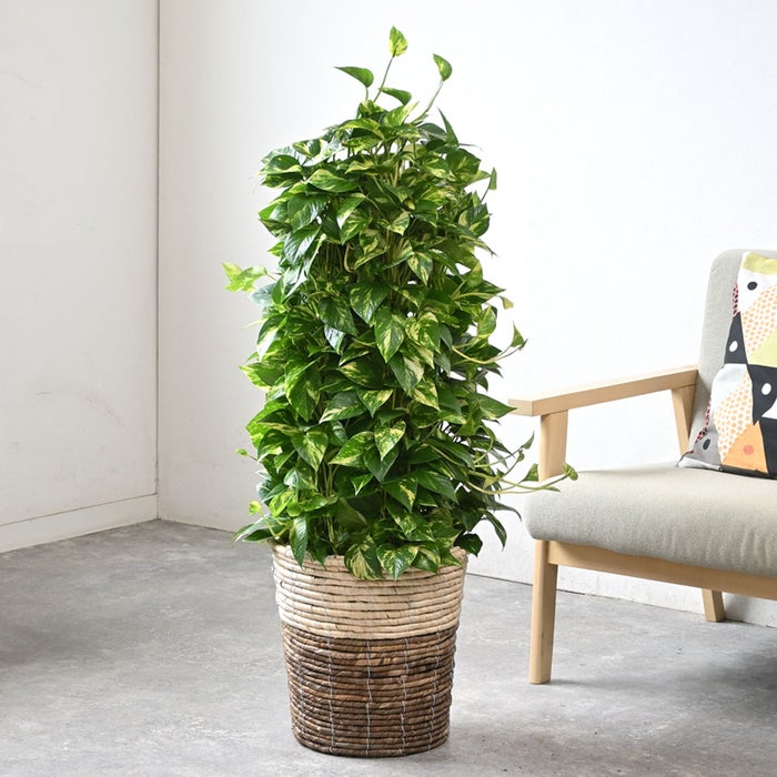 観葉植物 通販 ポトス・タワー仕立て 8号鉢 ツートーン鉢カバー付 観葉植物 本物