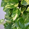 観葉植物 通販 ポトス・タワー仕立て 8号鉢 ツートーン鉢カバー付 観葉植物 本物