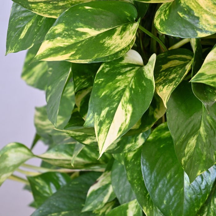 観葉植物 通販 ポトス・タワー仕立て 8号鉢 ツートーン鉢カバー付 観葉植物 本物
