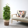観葉植物 通販 ポトス・タワー仕立て 8号鉢 ツートーン鉢カバー付 観葉植物 本物