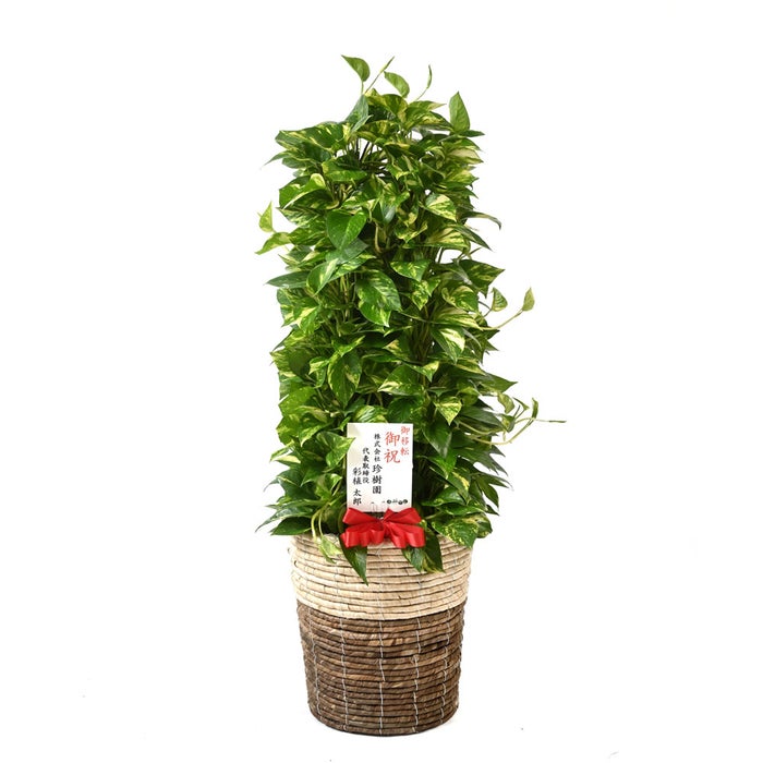 観葉植物 通販 ポトス・タワー仕立て 8号鉢 ツートーン鉢カバー付 観葉植物 本物