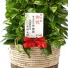 観葉植物 通販 ポトス・タワー仕立て 8号鉢 ツートーン鉢カバー付 観葉植物 本物