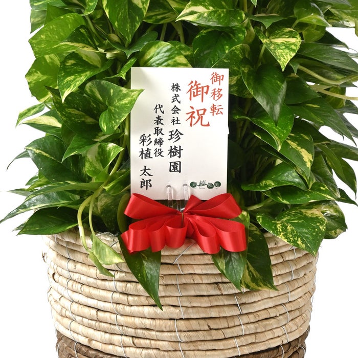 観葉植物 通販 ポトス・タワー仕立て 8号鉢 ツートーン鉢カバー付 観葉植物 本物